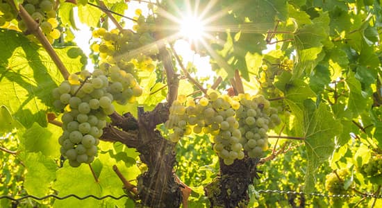 Image for Best Organic Wines