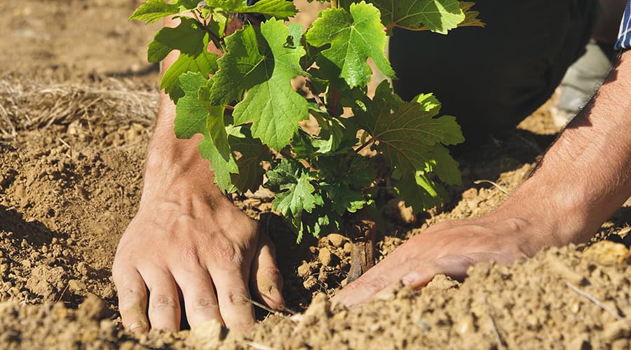 Image for Exploring Natural Wines - The Rise of Organic &amp; Biodynamic Wine