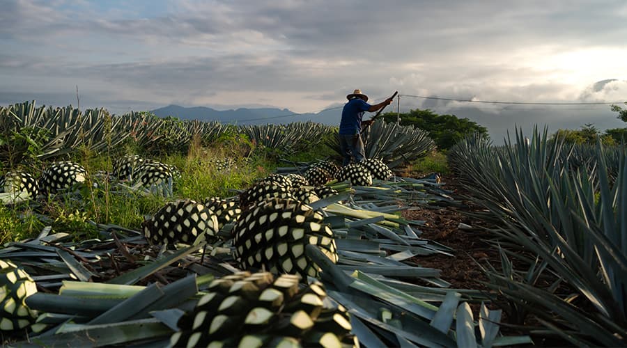 Image for What is Tequila?  Explore Anejo, Reposado, and More
