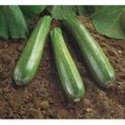 Produce • Zucchini Squash