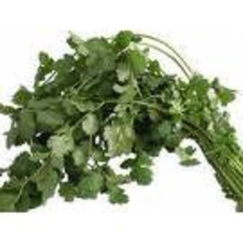 Produce • Cilantro Bunch