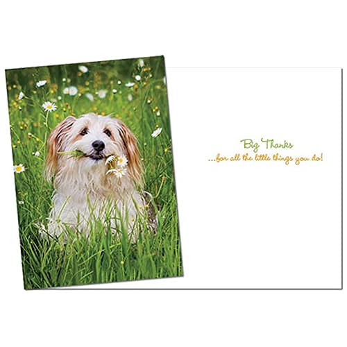 Avanti Greeting Cards • Big Thanks (Type)