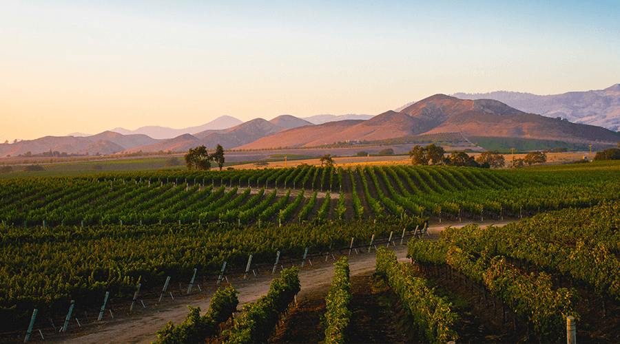 Image for Exploring The Best California Wine Regions