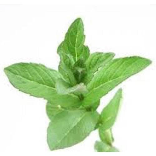 Produce • Herbs Mint "chef Pack"