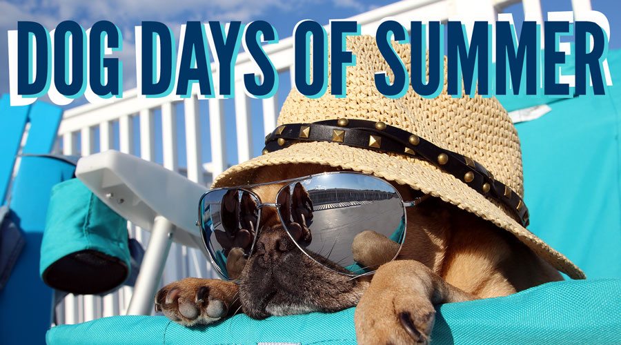 Dog Day Cocktails!